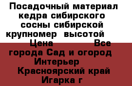 Посадочный материал кедра сибирского (сосны сибирской) крупномер, высотой 3-3.5  › Цена ­ 19 800 - Все города Сад и огород » Интерьер   . Красноярский край,Игарка г.